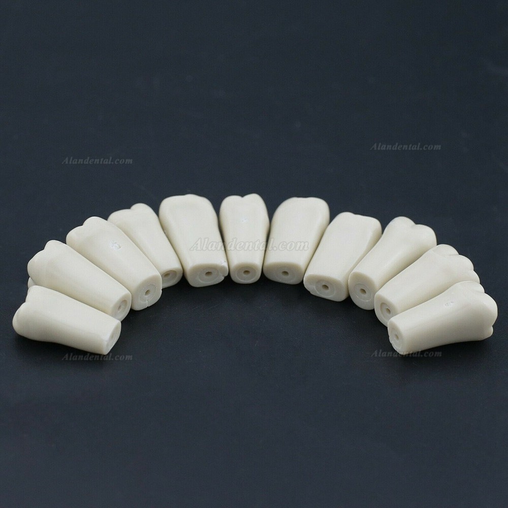 Dental Typodont M8023 32Pcs Replacement Teeth Compatible Columbia 860